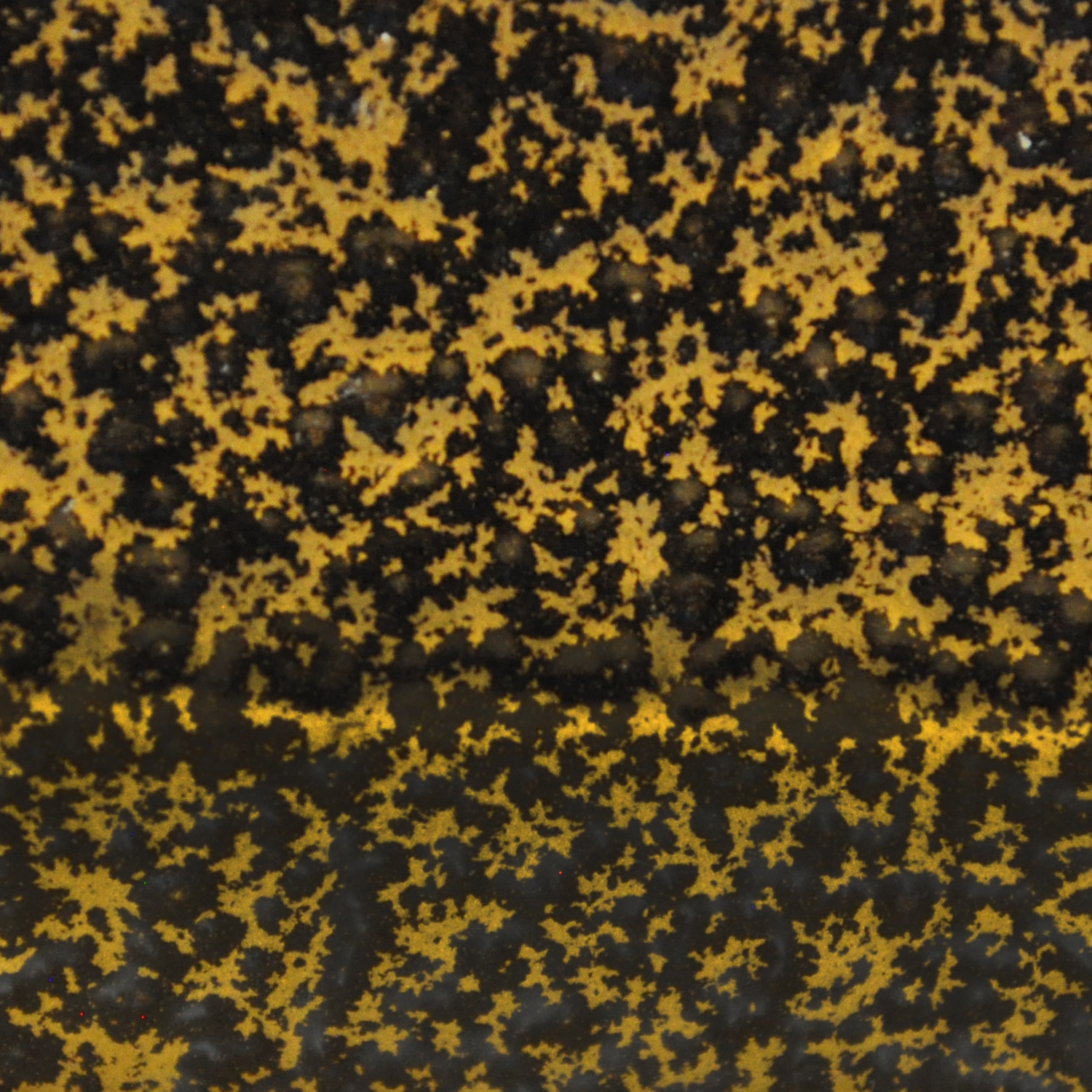 Image of CVG Coventry Gold